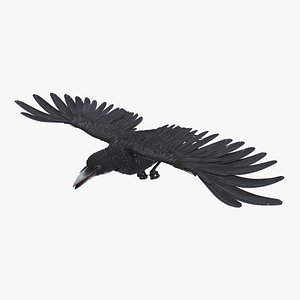 Raven Flying Animated Rigged