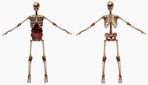 human skeleton internal 3D model