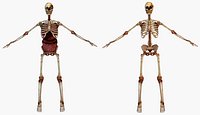Human Internal Skeleton