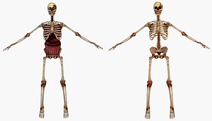 Human Internal Skeleton