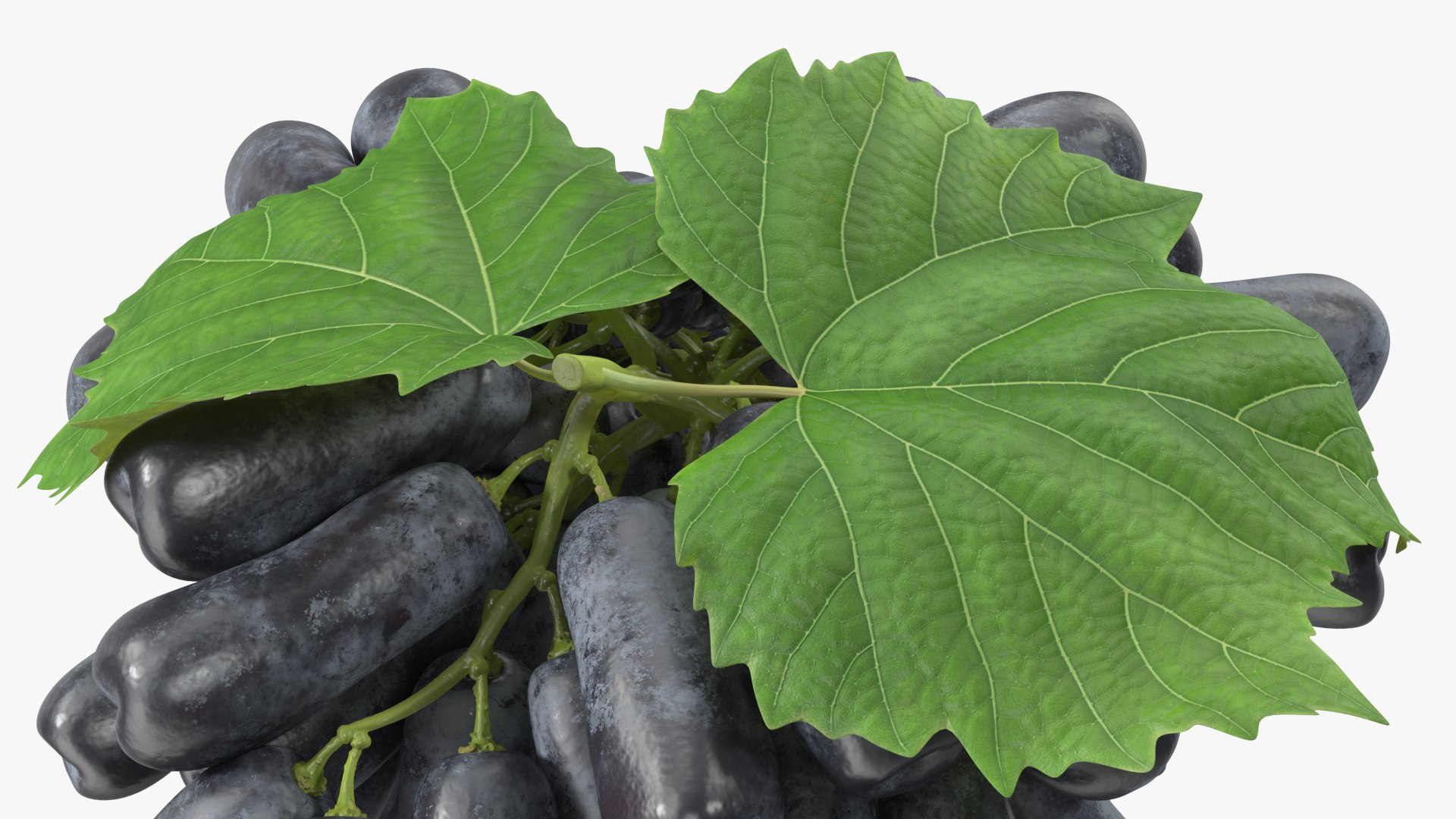 3D Lady Finger Sweet Sapphire Grape Lying https://p.turbosquid.com/ts-thumb/0B/ZjgT6M/dB/ladyfingersweetsapphiregrapelyingvray3dmodel013/jpg/1710044816/1920x1080/fit_q87/97529512930881172648d7c5e05aa30b845e0398/ladyfingersweetsapphiregrapelyingvray3dmodel013.jpg