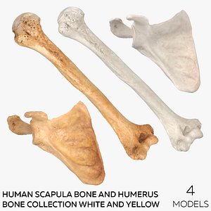 Human Scapula Bone and Humerus Bone Collection White and Yellow - 4 models