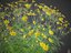 XfrogPlants Pot of Gold - Coreopsis Verticillata