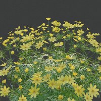 XfrogPlants Pot of Gold - Coreopsis Verticillata