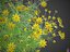 XfrogPlants Pot of Gold - Coreopsis Verticillata