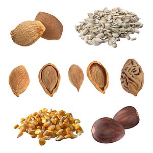Seed Collection v1 3D model