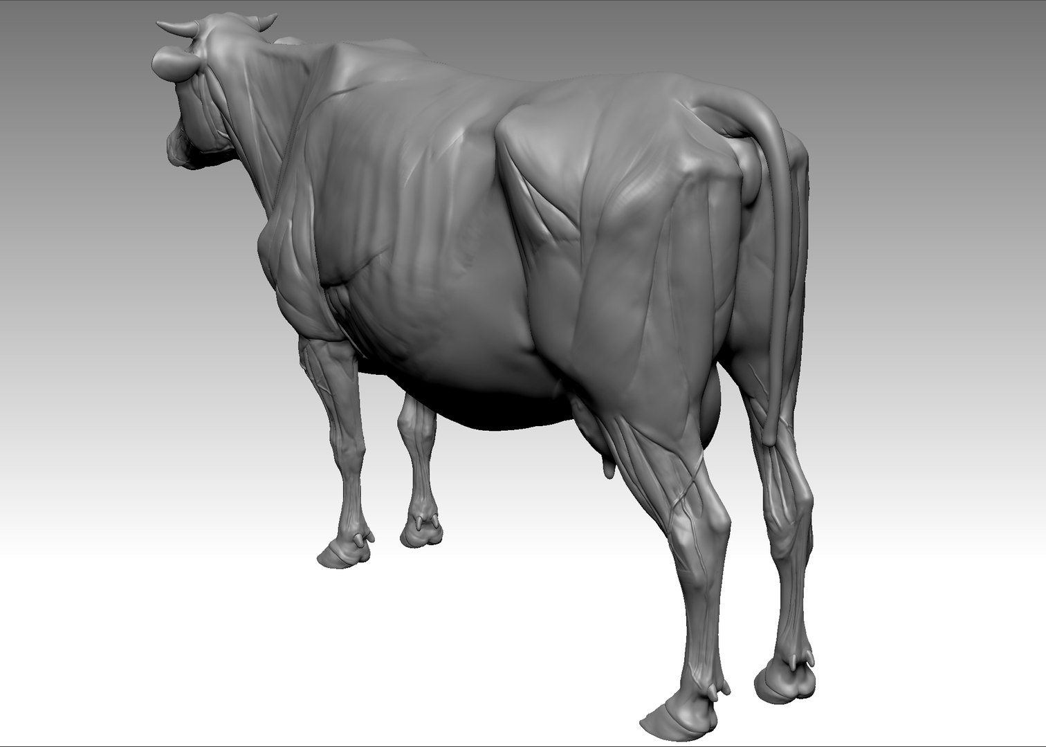 3D cow anatomy structure model - TurboSquid 1164878
