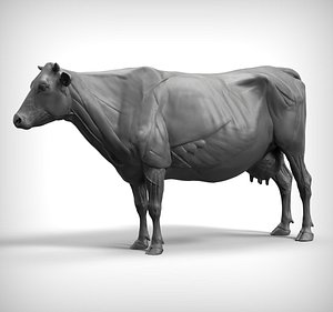 3D cow anatomy structure model