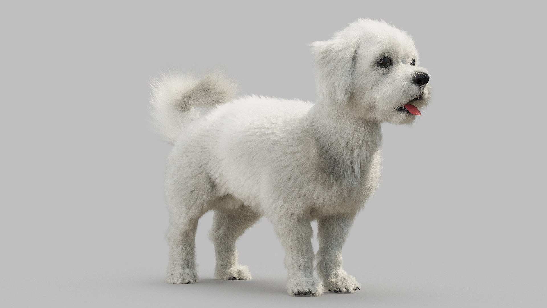 bichon animal mammal 3D model https://p.turbosquid.com/ts-thumb/0C/OwfidT/05/bichon_0004/jpg/1612712556/1920x1080/fit_q87/70a08f44f0faf4ce627ecad6d1b2200a90f75beb/bichon_0004.jpg