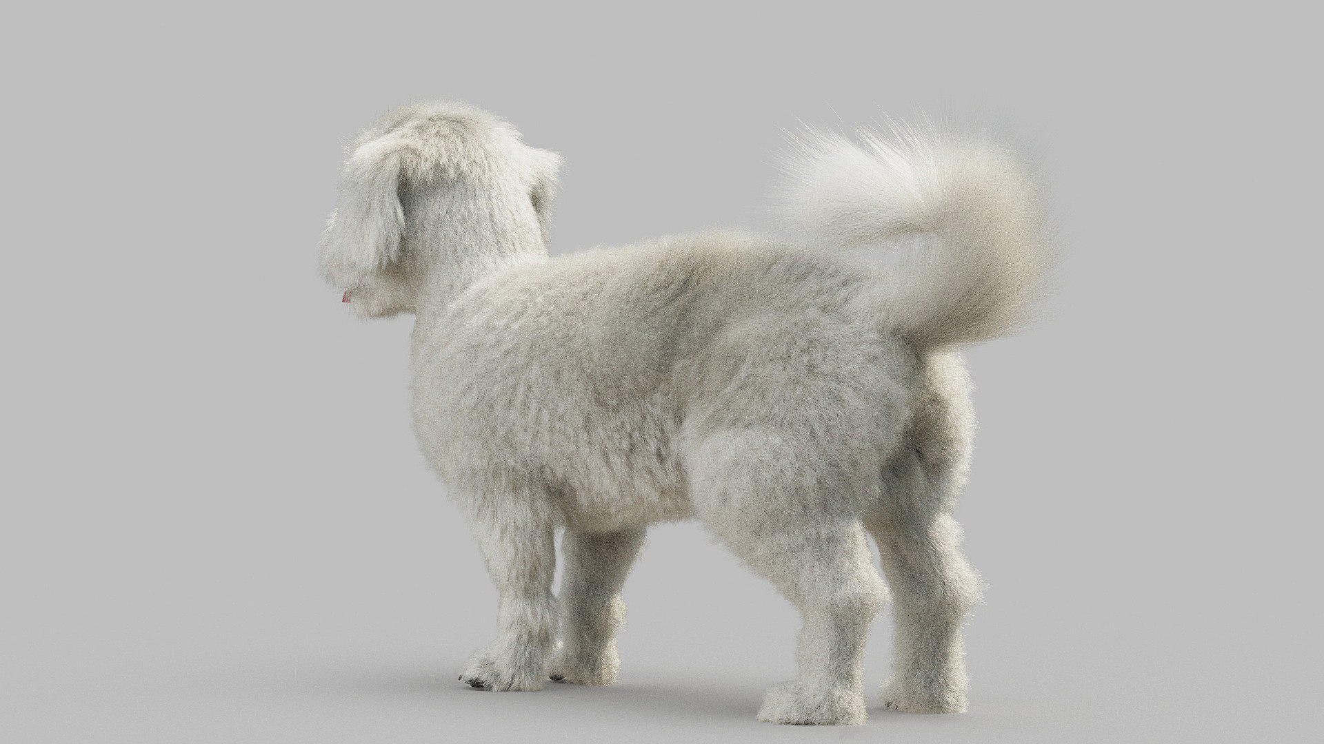 bichon animal mammal 3D model https://p.turbosquid.com/ts-thumb/0C/OwfidT/0p/bichon_0018/jpg/1612712557/1920x1080/fit_q87/e4dd8997bb73eaef313732b8835ec1cf3540cbf0/bichon_0018.jpg