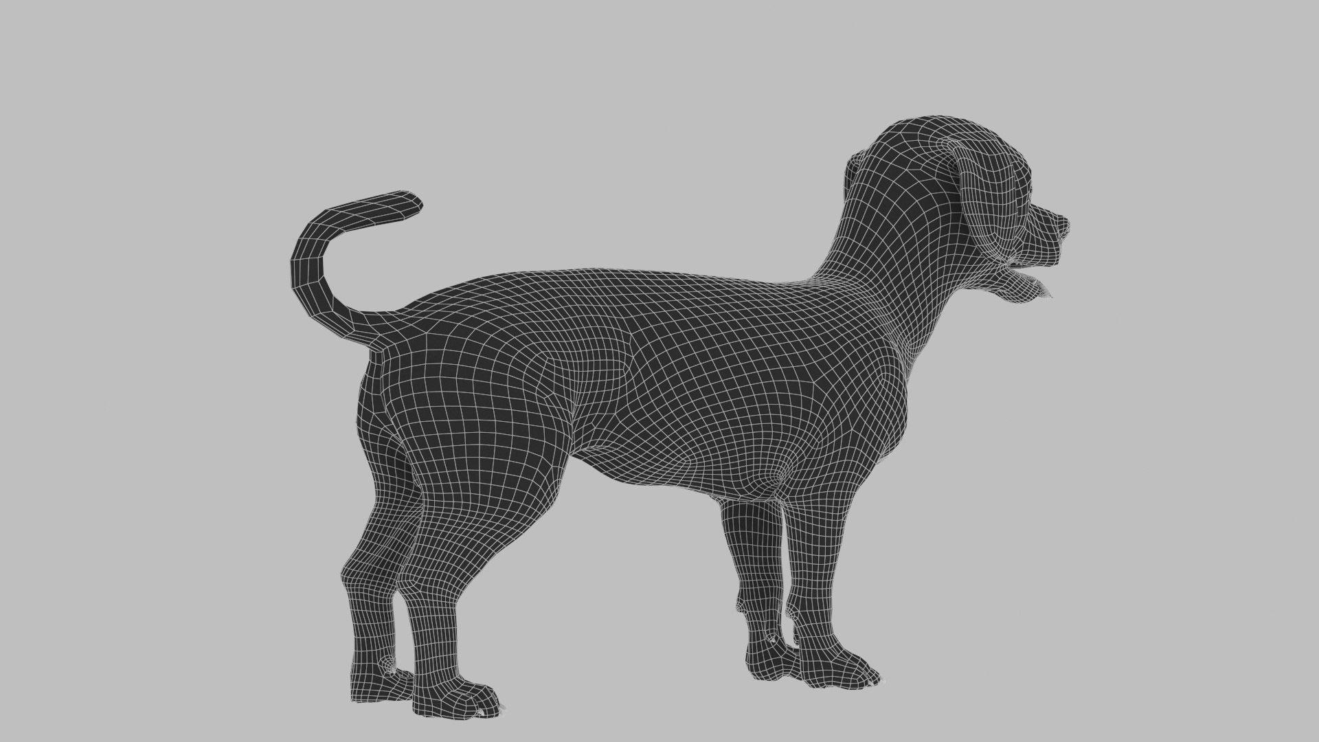 bichon animal mammal 3D model https://p.turbosquid.com/ts-thumb/0C/OwfidT/BA/wire_0010/jpg/1612712637/1920x1080/fit_q87/435045fc8d83e49e922a5d7970576ef091e552ae/wire_0010.jpg