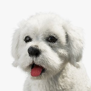 Bichon