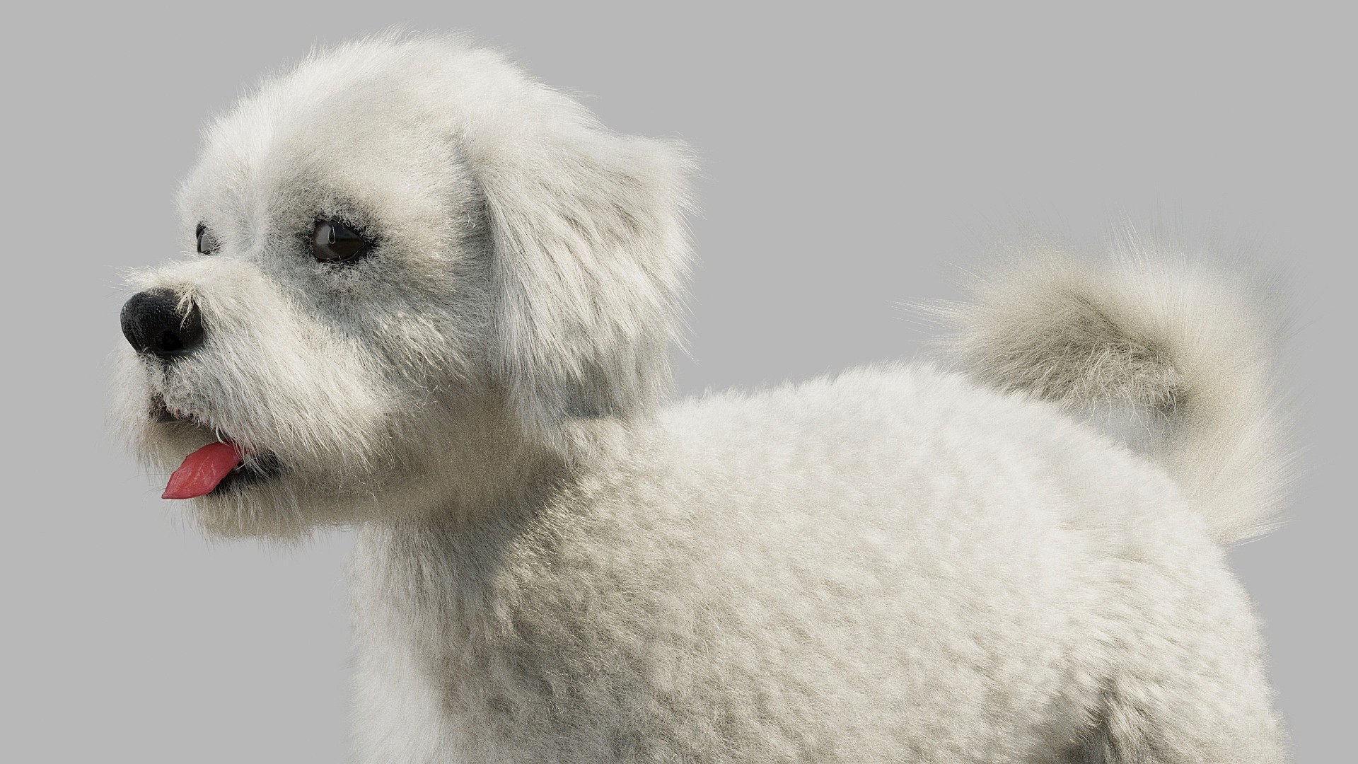 bichon animal mammal 3D model https://p.turbosquid.com/ts-thumb/0C/OwfidT/IQ/02/jpg/1612724002/1920x1080/fit_q87/a53699bc1c17e4b5469daca07c611263b2c62070/02.jpg