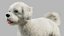 Bichon