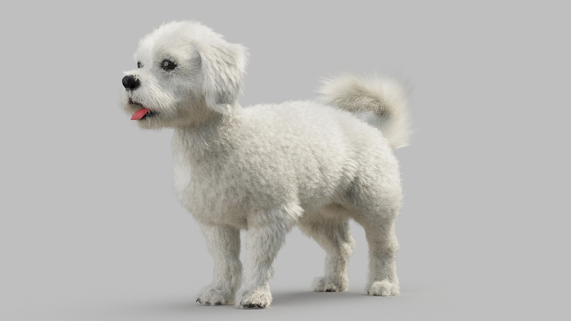 bichon animal mammal 3D model https://p.turbosquid.com/ts-thumb/0C/OwfidT/MZ/bichon_0025/jpg/1612712556/1920x1080/fit_q87/438e2995fb3a775387b98c6d238552a68621af37/bichon_0025.jpg