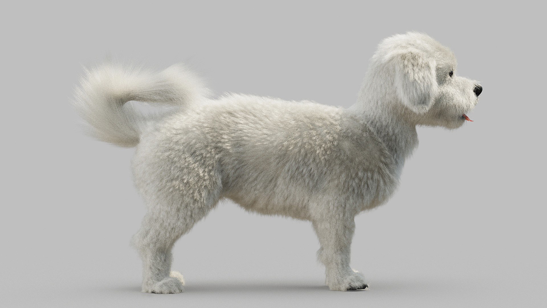 bichon animal mammal 3D model https://p.turbosquid.com/ts-thumb/0C/OwfidT/g2/bichon_0008/jpg/1612712557/1920x1080/fit_q87/fe369e9c013fc7b8affe7b82d43e576fea4332ff/bichon_0008.jpg