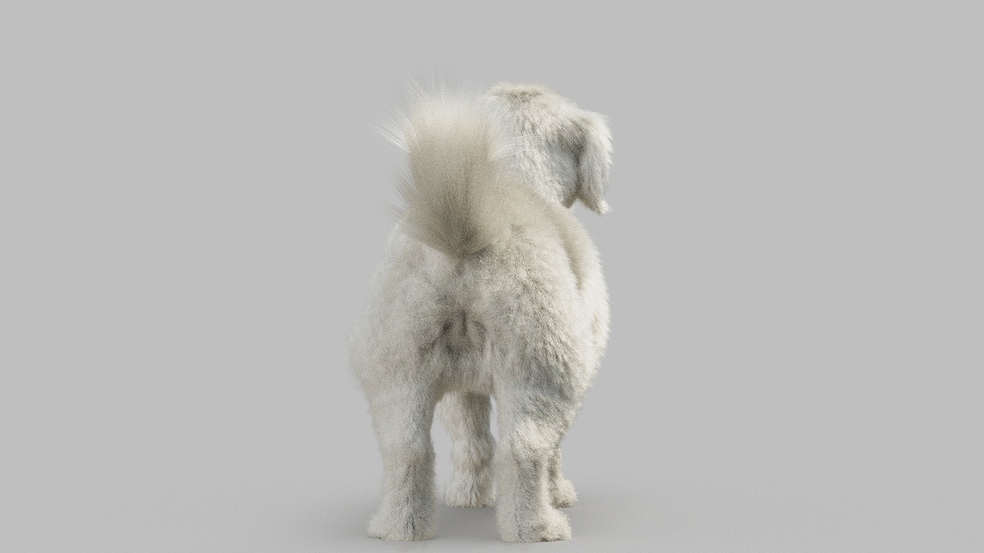 bichon animal mammal 3D model https://p.turbosquid.com/ts-thumb/0C/OwfidT/jA/bichon_0014/jpg/1612712559/1920x1080/fit_q87/055a30c7f5b6e35f8b8e266dbded7df173bd7d25/bichon_0014.jpg