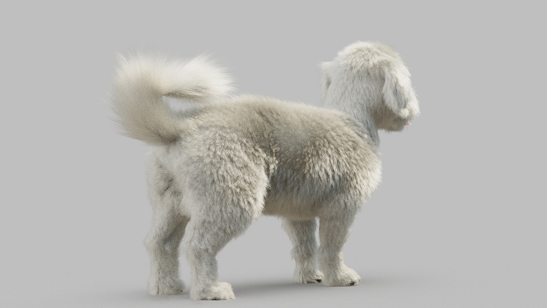 bichon animal mammal 3D model https://p.turbosquid.com/ts-thumb/0C/OwfidT/tJ/bichon_0011/jpg/1612712558/1920x1080/fit_q87/d6a6e709228040139c2dc1c7b9d9412df0e1db58/bichon_0011.jpg