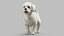 Bichon