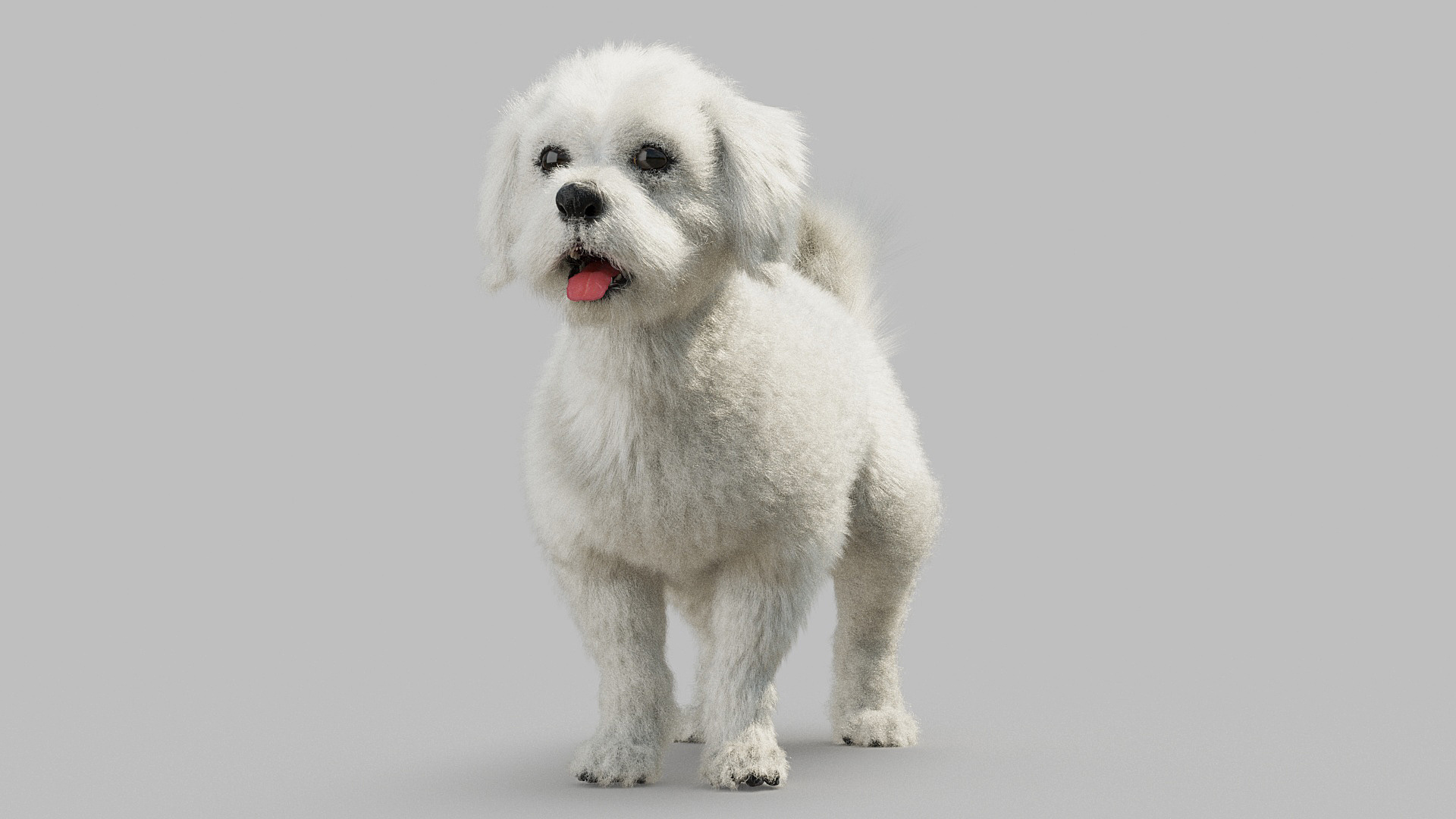 bichon animal mammal 3D model https://p.turbosquid.com/ts-thumb/0C/OwfidT/tk/bichon/jpg/1612712588/1920x1080/turn_fit_q99/8250259cff4a86664007549b845bf877cef12247/bichon-1.jpg