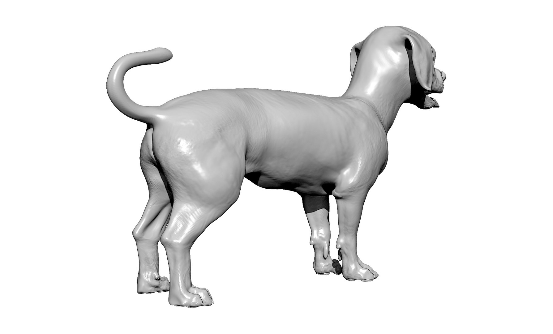 bichon animal mammal 3D model https://p.turbosquid.com/ts-thumb/0C/OwfidT/vD/bpr_render2/jpg/1612712691/1920x1080/fit_q87/29203ec7db8c458b6092c5cff6ac5c7f4dbaa043/bpr_render2.jpg