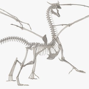 3D model Dragon Skeleton Rigged