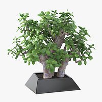 Crassula Plant