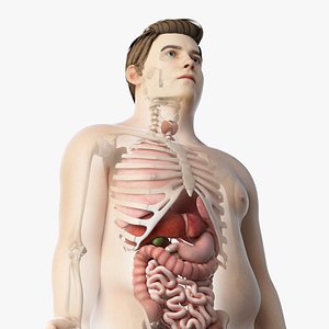 3D skin obese male skeleton model