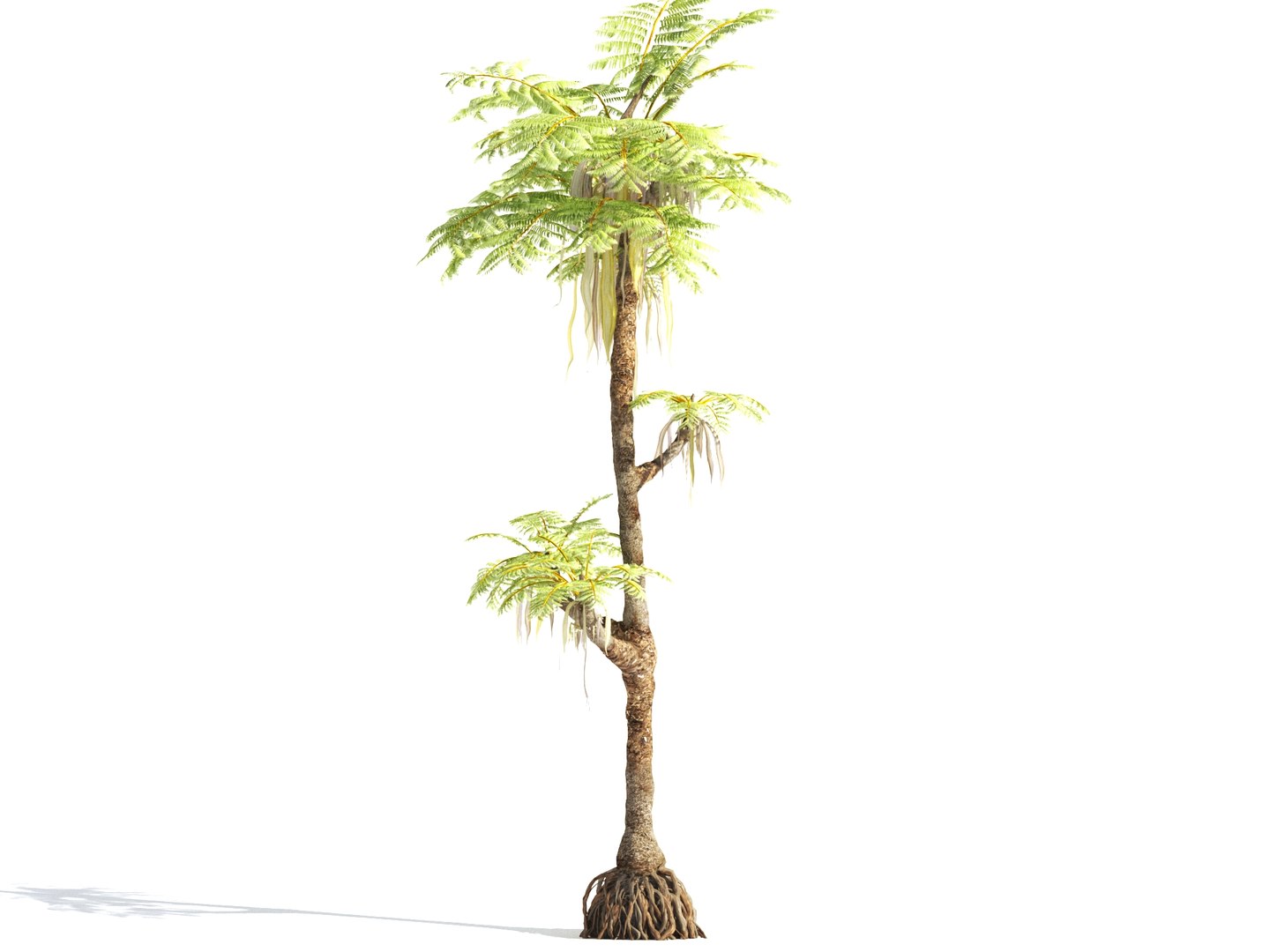 3D prehistoric plants tree model https://p.turbosquid.com/ts-thumb/0D/IiQMfy/AvmIfVdf/16/jpg/1609954496/1920x1080/fit_q87/9a3082f06bf191e13da3cdc8e133b7e3885a1db5/16.jpg