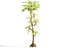 Jurassic Trees Animated Pack