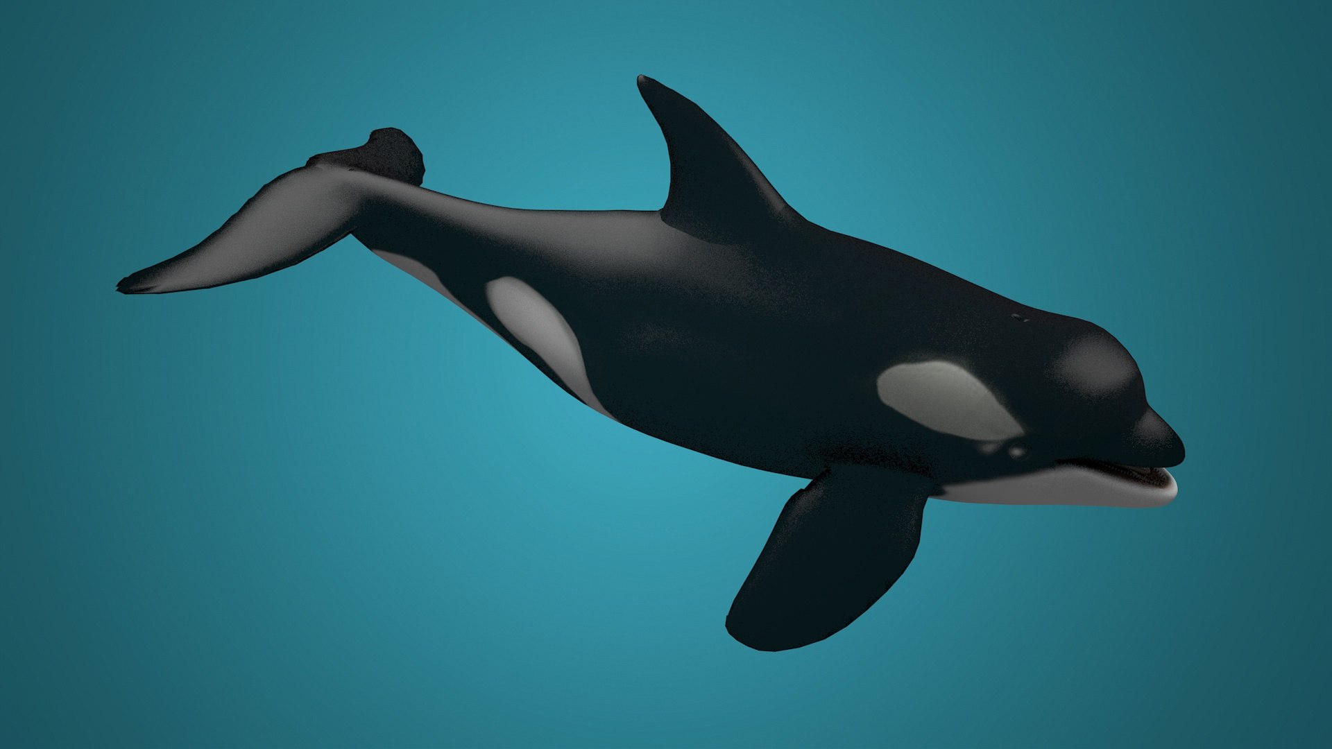 Killer Whale Killer Ocean Toothed Whales Marine Animals 3D - TurboSquid
