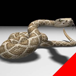 Rattlesnake