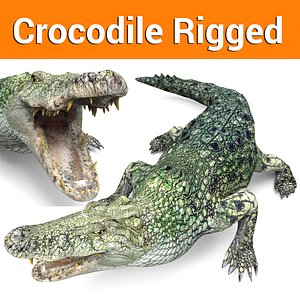 crocodile rigged ready 3D
