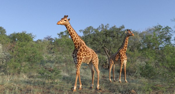 3D african giraffe fur rigged - TurboSquid 1400472