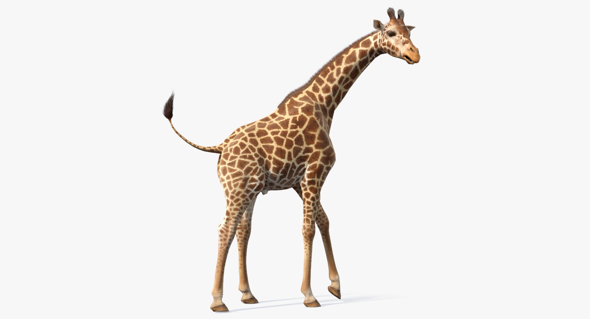 African Giraffe Fur Rigged 3D model preview
