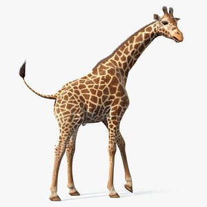 3D african giraffe fur rigged