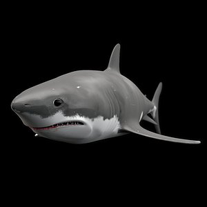 shark animation 3d model