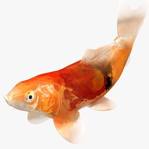3D Japanese Carp Fish Rigged L1747