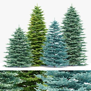 Spruce trees set model