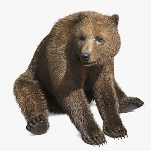 3D Realistic Grizzly Bear with Neutral Pose Fur Rigged model