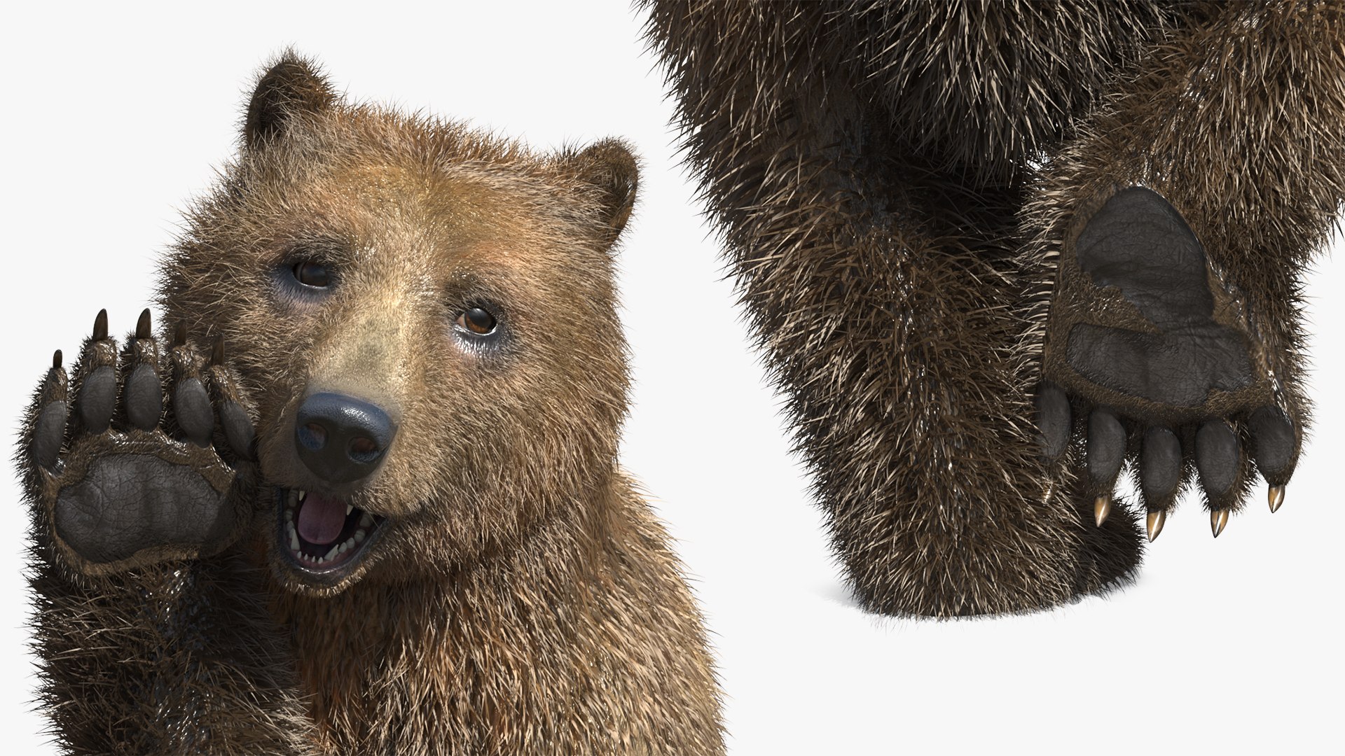 3D Realistic Grizzly Bear with Neutral Pose Fur Rigged model https://p.turbosquid.com/ts-thumb/0E/MmdtUj/dP/realistic_grizzly_bear_with_neutral_pose_fur_rigged_009/jpg/1754441074/1920x1080/fit_q87/b60e5255deff1caf1d78e1082aabf530cb349889/realistic_grizzly_bear_with_neutral_pose_fur_rigged_009.jpg