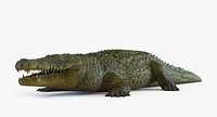 Crocodile (Crocodylus Niloticus)
