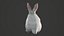 Animated rabbit