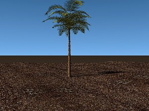 lwo palm tree