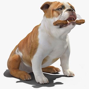 Bulldog with a Chewing Bone in His Mouth 3D model