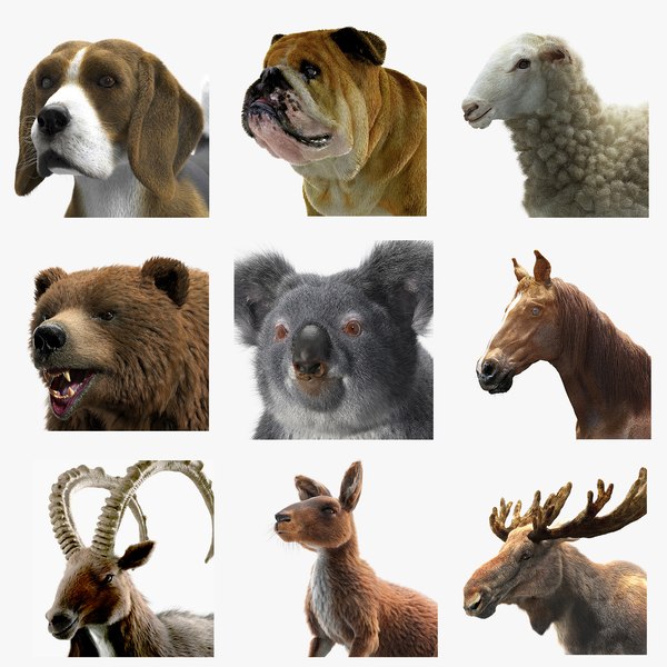 domestic animals 3D model