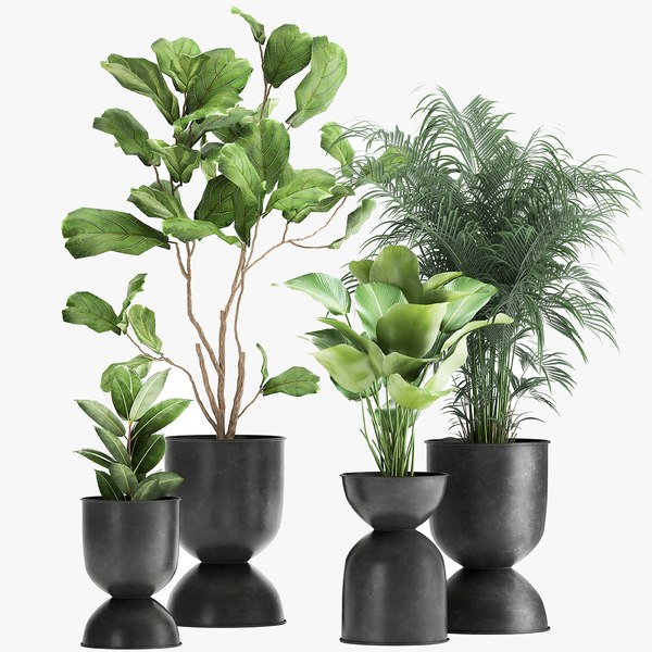 Plants in a black pot for the interior 1041 model - TurboSquid 1783996