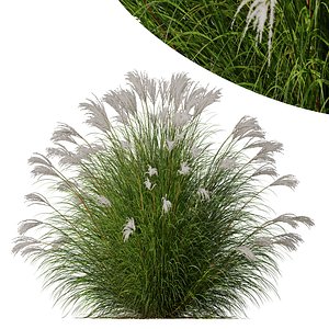 HQ Plants Miscanthus Nepalensis Sinensis Sarabande Adagio Version05 3D model