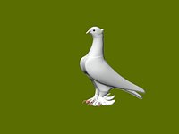 Turkish Mardin pigeons 3D model