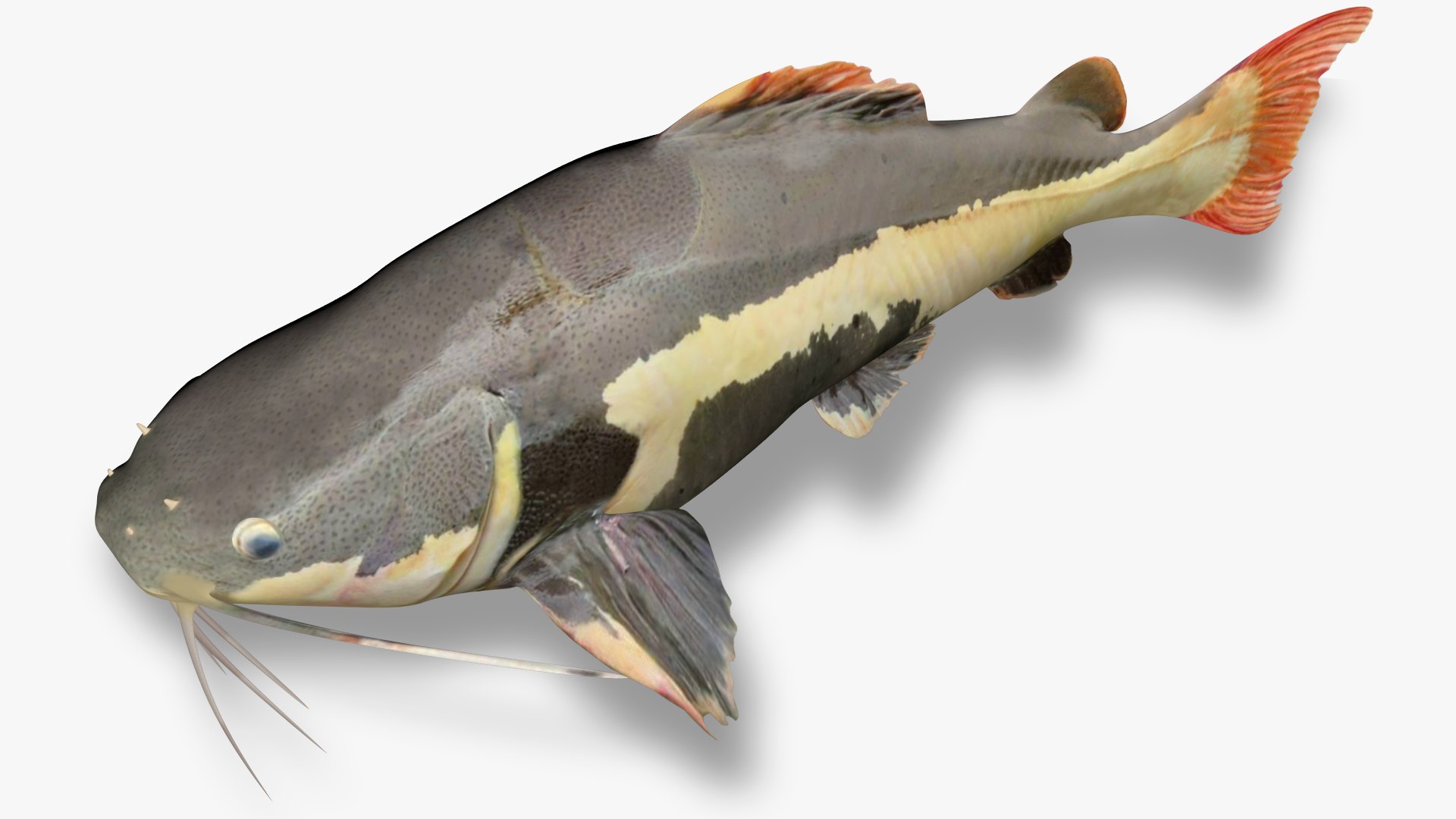 3D Red tailed catfish6 model https://p.turbosquid.com/ts-thumb/0F/AcHkxv/b3/4/jpg/1624904382/1920x1080/fit_q87/dcb1dc07effd11928535519a3f8c830cbc51f688/4.jpg